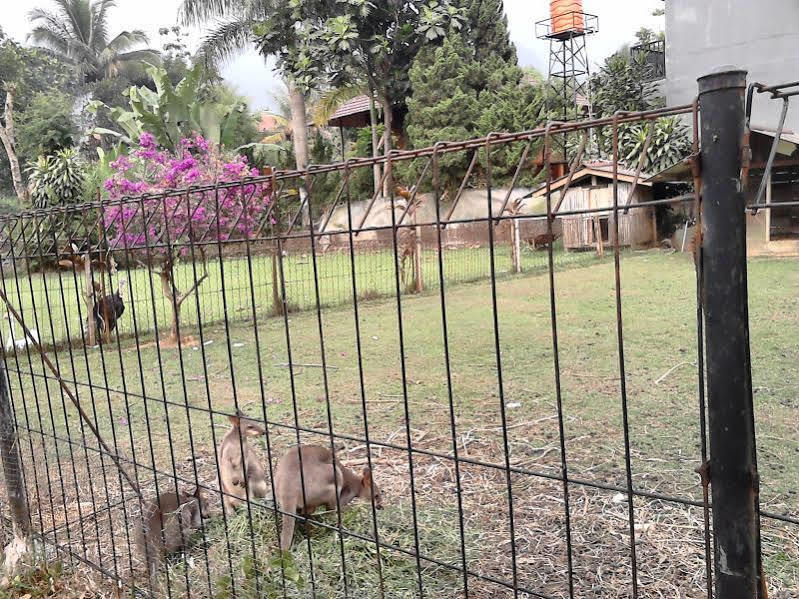 Aquarius Orange Resort Cisarua Bagian luar foto